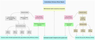 The carbon footprint of young-beef cattle finishing systems in the Eastern Plains of the Orinoco River Basin of Colombia